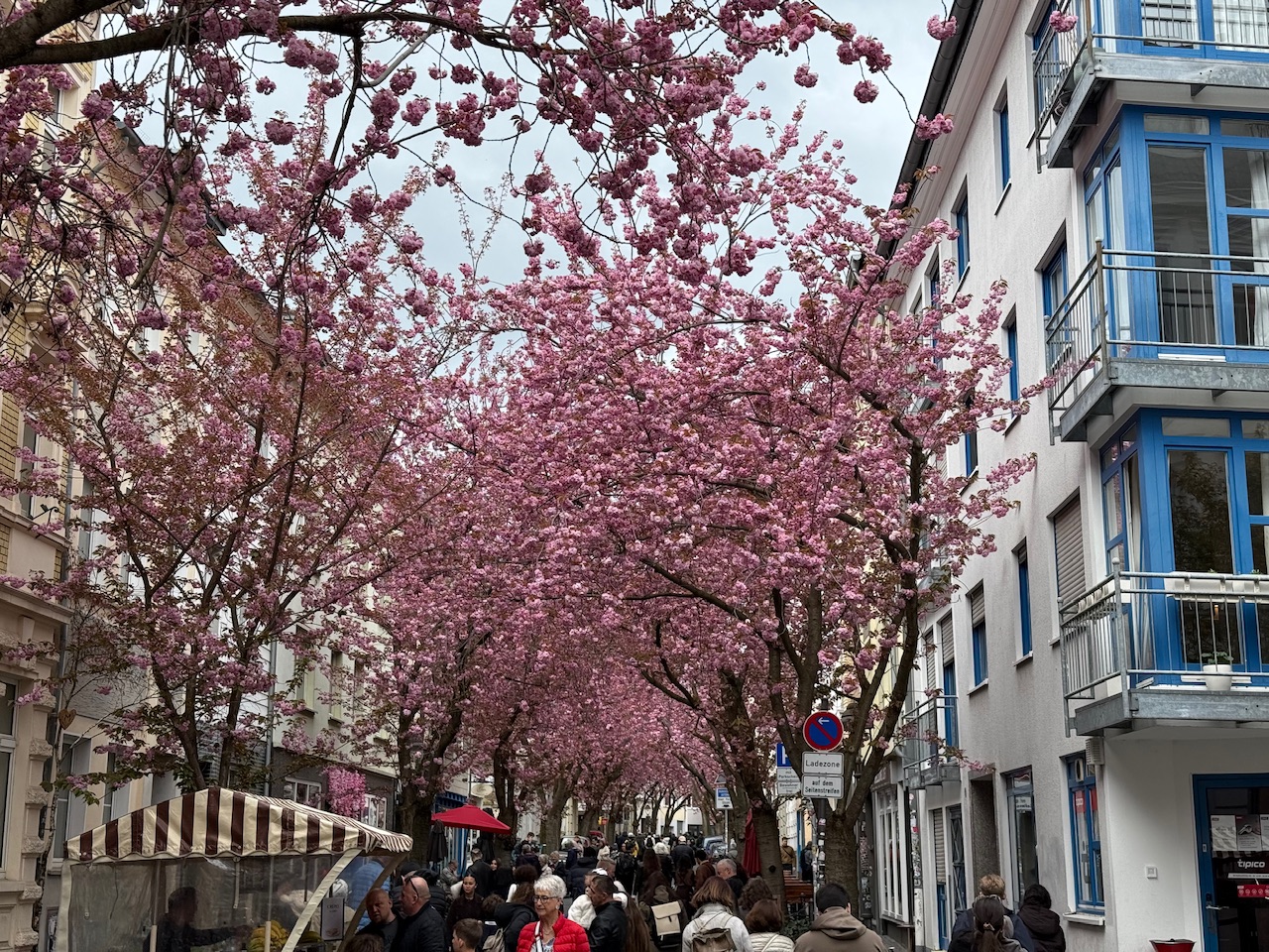 Kersenbloesem in Bonn